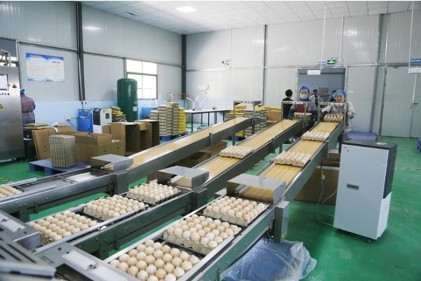 长宏网 从“一颗蛋”到“一方产业” 东西协作绘就乡村振兴“幸福图”